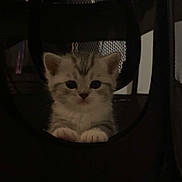 Frosty a rejoint le concours — aidez-le/la à gagner de superbes lots ! kitten, cat, pet, animal, cute, small, feline, indoor, mesh, paw, curious, face, whiskers, young, adorable, resting, looking, soft, furry, domestic