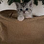 Frosty a rejoint le concours — aidez-le/la à gagner de superbes lots ! kitten, cat, burlap, fabric, paws, curious, christmas_tree, greenery, pet, animal, cute, indoor, holiday, feline, young, small, playful, mischievous, fur, whiskers