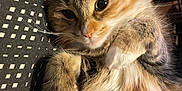 Sally participe au concours pour gagner de l'argent avec cette photo : cat, fluffy, pet, animal, feline, fur, whiskers, ears, paws, relaxed, indoor, blanket, pattern, cute, closeup, portrait, tabby, orange, white, cozy