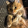 cat, fluffy, pet, animal, feline, fur, whiskers, ears, paws, relaxed, indoor, blanket, pattern, cute, closeup, portrait, tabby, orange, white, cozy