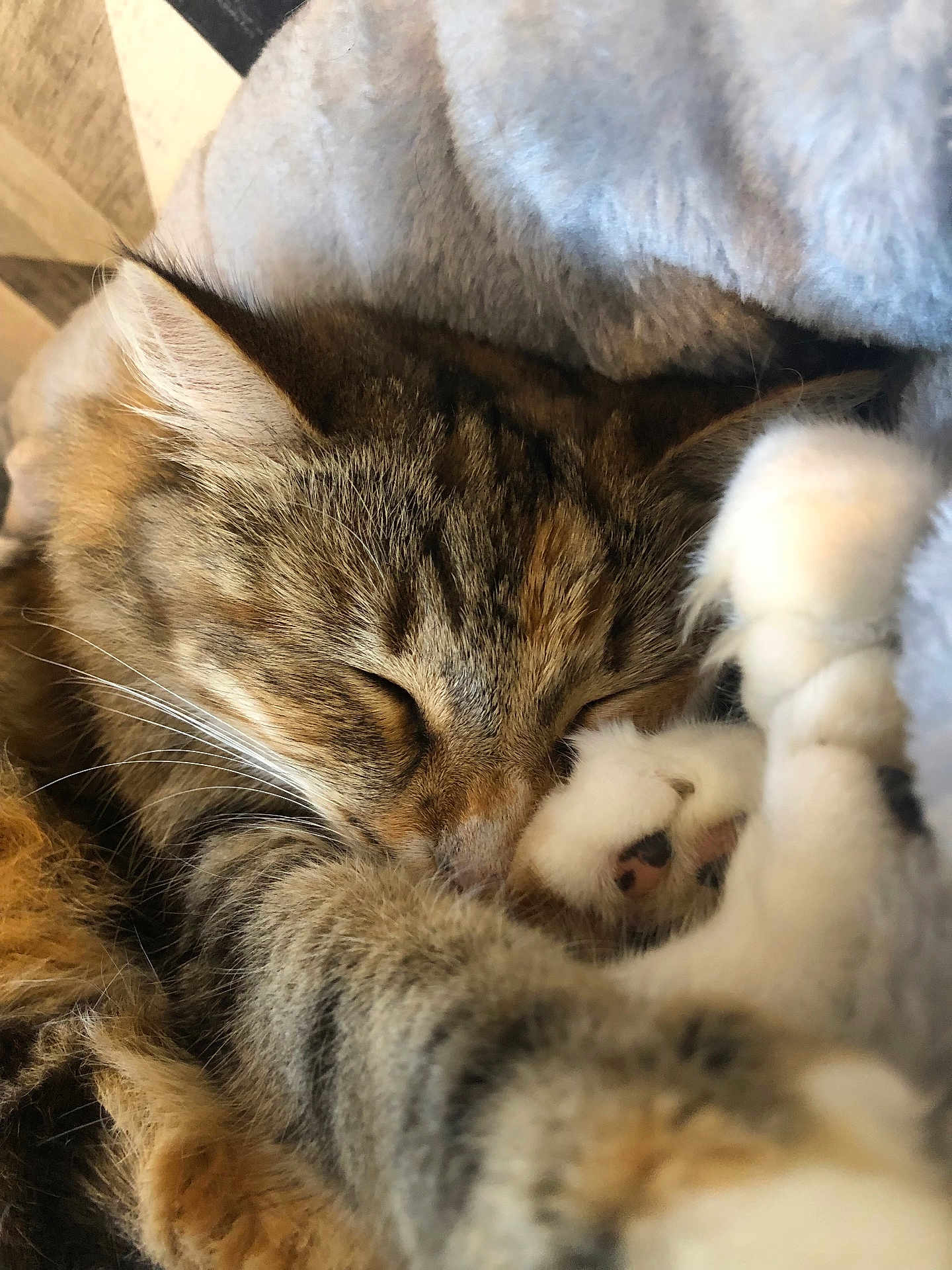 Sally a rejoint le concours — aidez-le/la à gagner de superbes lots ! cat, tabby, sleeping, paw, fur, cozy, blanket, cute, closeup, resting, whiskers, soft, domestic_cat, relaxation, animal, feline, pet, indoor, warm, peaceful