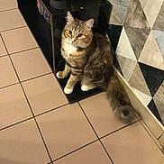 Sally a rejoint le concours — aidez-le/la à gagner de superbes lots ! cat, tabby, indoor, floor, tile, shelf, furniture, wall, pattern, curious, pet, animal, fur, whiskers, paws, tail, home, domestic, cute, looking