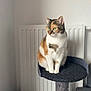 Maya participe au concours pour gagner de l'argent avec cette photo : cat, calico, pet, animal, feline, indoor, cat_tree, fur, green_eyes, sitting, portrait, cozy, domestic, whiskers, paws, looking_away, radiator, gray, soft_light, home