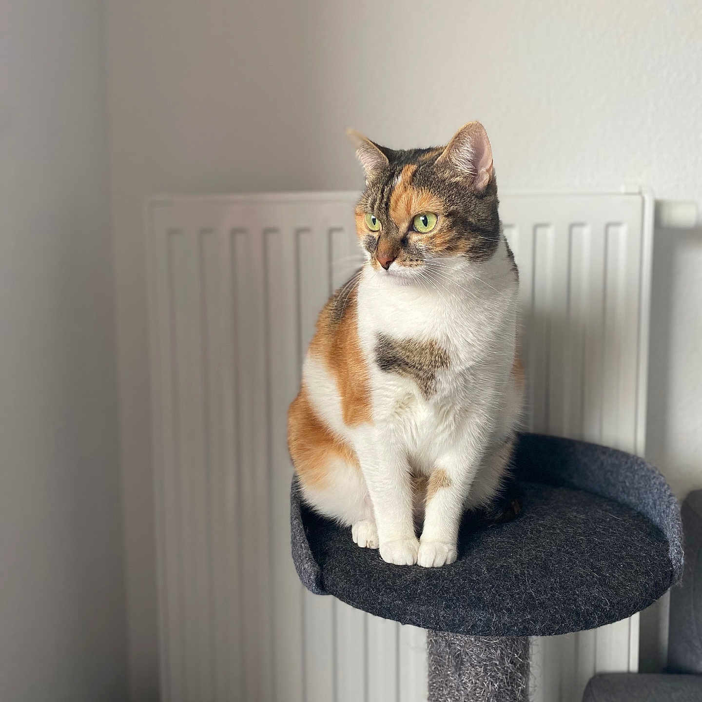 Maya participe au concours pour gagner de l'argent avec cette photo : animal, calico, cat, cat_tree, cozy, domestic, feline, fur, gray, green_eyes, home, indoor, looking_away, paws, pet, portrait, radiator, sitting, soft_light, whiskers