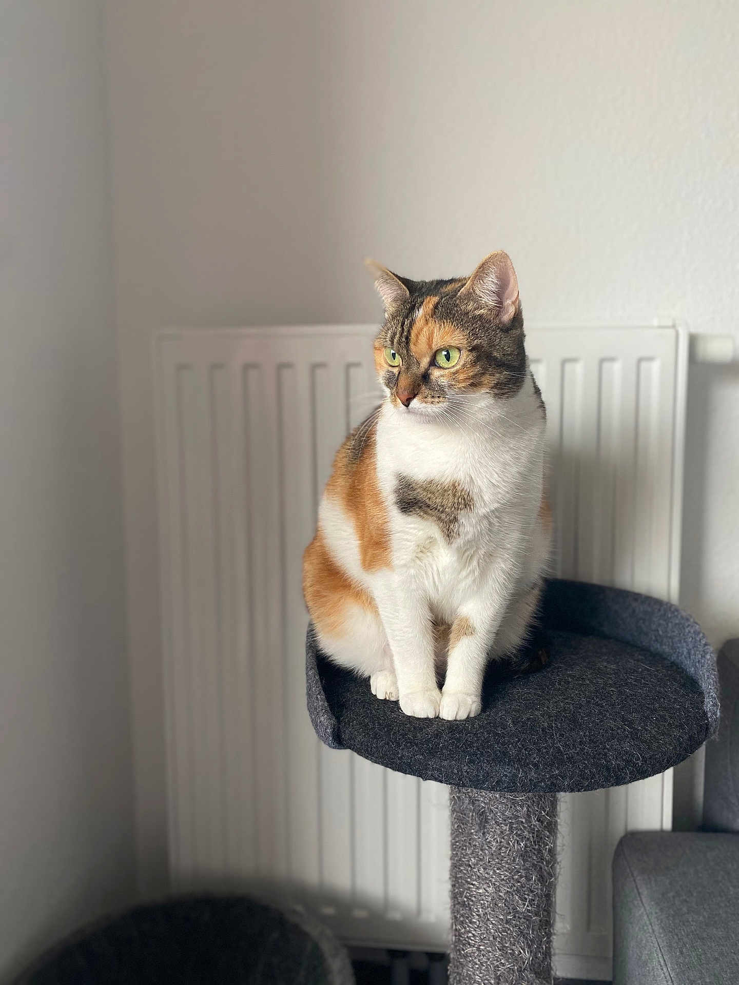 Maya participe au concours pour gagner de l'argent avec cette photo : cat, calico, pet, animal, feline, indoor, cat_tree, fur, green_eyes, sitting, portrait, cozy, domestic, whiskers, paws, looking_away, radiator, gray, soft_light, home