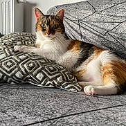 Maya a rejoint le concours — aidez-le/la à gagner de superbes lots ! cat, calico, pet, indoor, sofa, pillow, feline, animal, resting, alert, cozy, home, fur, whiskers, ears, paw, tail, green_eyes, patterned, relaxing