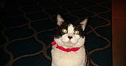 Sylvester joined the competition — help win amazing prizes! carnivoran, cat, cat_like_mammal, domestic_short_haired_cat, kitten, lighting, mammal, small_to_medium_sized_cats, vertebrate, whiskers