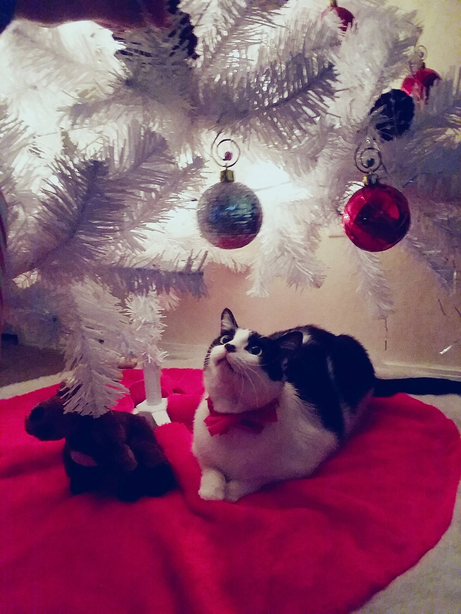 Sylvester joined the competition — help win amazing prizes! carnivoran, cat, cat_like_mammal, christmas, christmas_ornament, holiday, kitten, mammal, pink, small_to_medium_sized_cats, vertebrate, whiskers