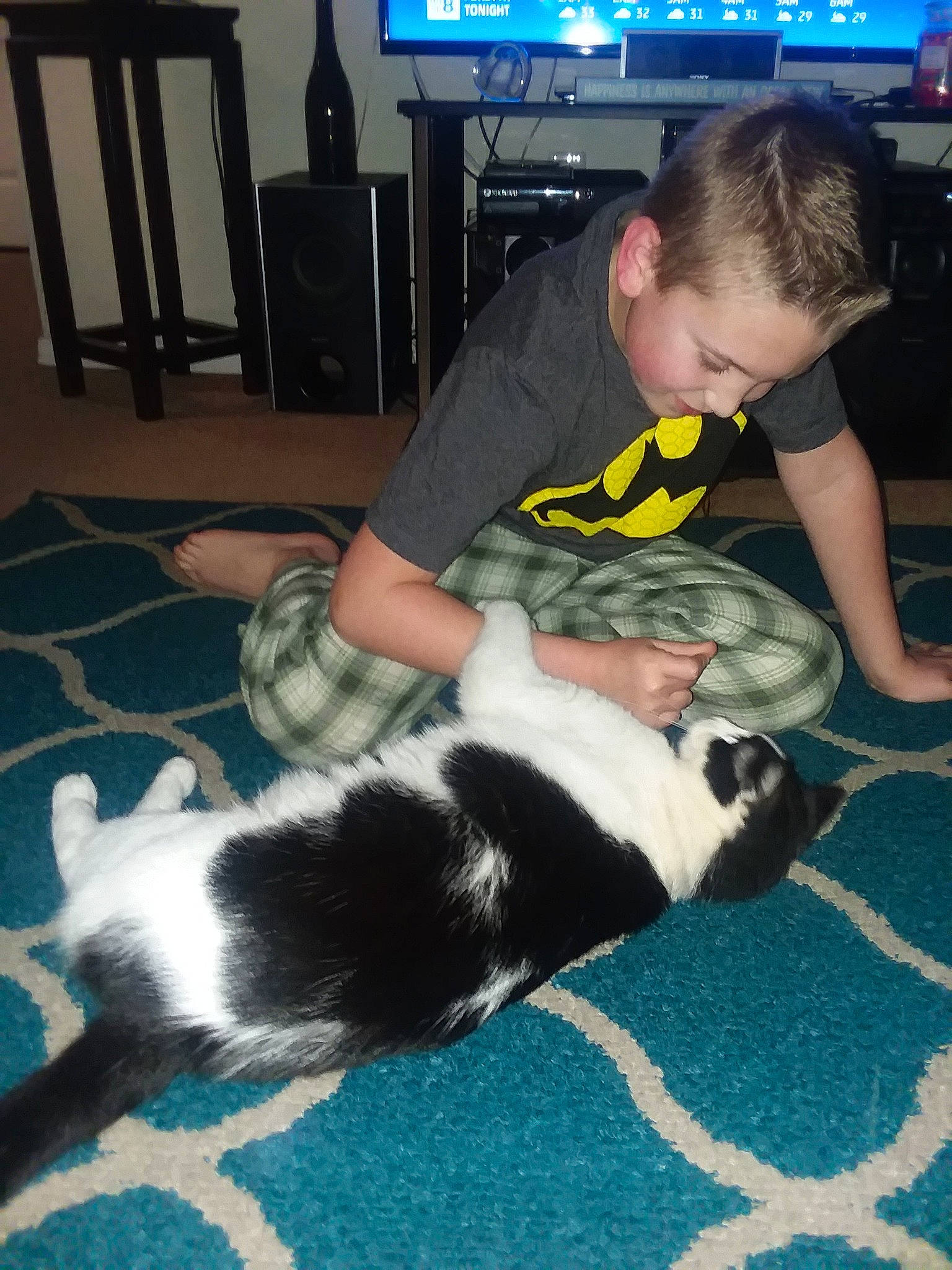 Sylvester joined the competition — help win amazing prizes! carnivoran, cat, cat_like_mammal, child, dog, dog_breed_group, dog_like_mammal, flooring, fun, kitten, mammal, person, play, product, puppy, small_to_medium_sized_cats, toddler, vertebrate