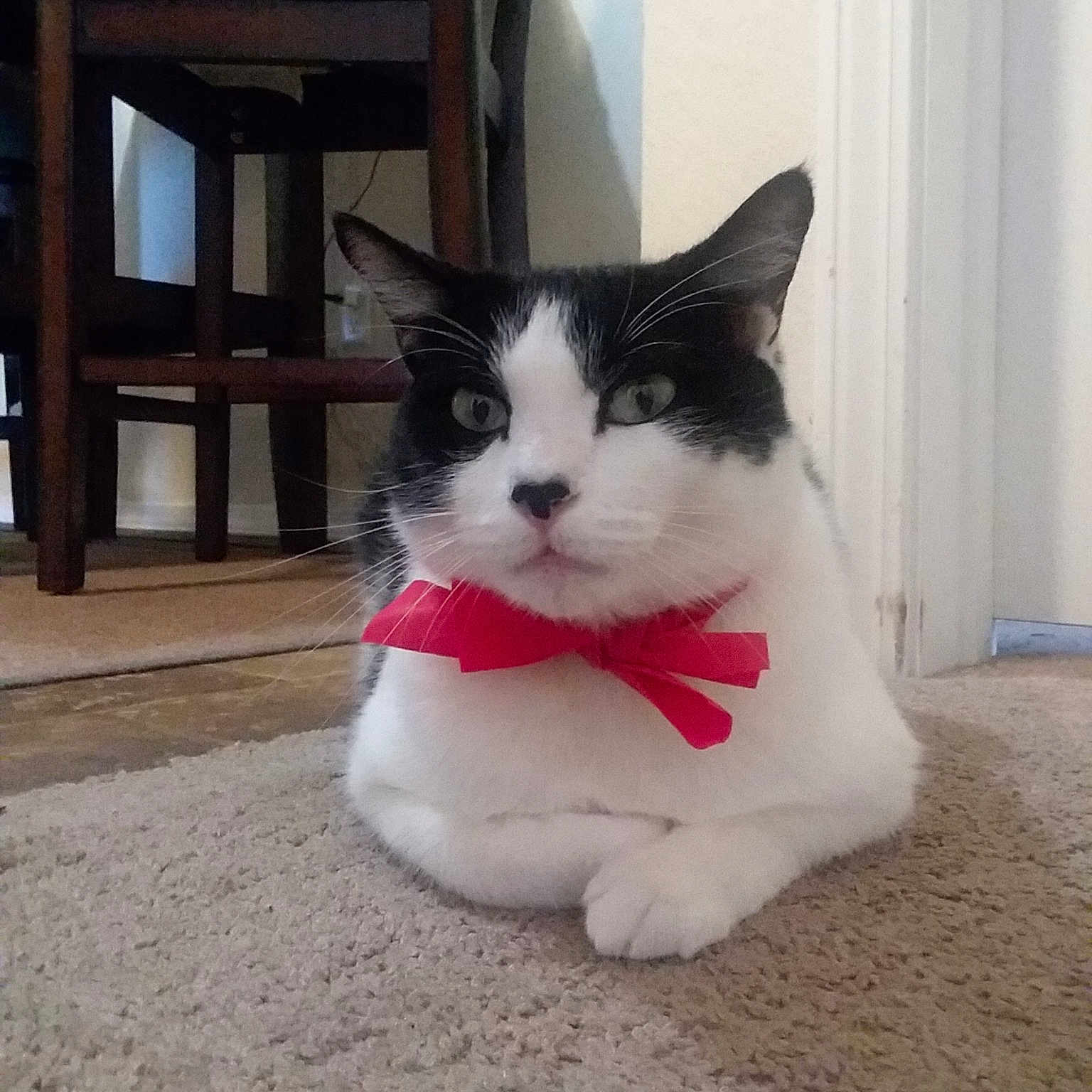 Sylvester