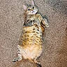 Ms. Kitty joined the competition — help win amazing prizes! cat, tabby, lying_down, carpet, pet, animal, feline, fur, whiskers, playful, cute, domestic_animal, relaxed, indoor, mammal, wide_eyes, paws, striped, belly, tail