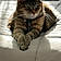 Ms. Kitty