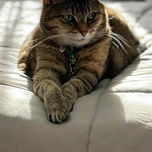 Ms. Kitty joined the competition — help win amazing prizes! cat, tabby_cat, pet, indoor, bed, blanket, feline, animal, resting, relaxed, paws, fur, striped, natural_light, window, curtains, calm, portrait, cozy, domestic