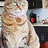 Ms. Kitty is registered to the contest to win money with this photo: cat, tabby, pet, collar, heart_shaped_tag, indoor, kitchen, furniture, counter, mug, sink, cabinet, whiskers, fur, animal, domestic, portrait, cute, alert, seated