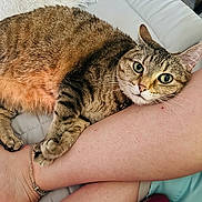 Ms. Kitty is registered to the contest to win money with this photo: cat, tabby, pet, animal, fur, whiskers, leg, skin, anklet, couch, indoor, relaxing, closeup, domestic_cat, cute, eyes, paw, resting, cozy, companion