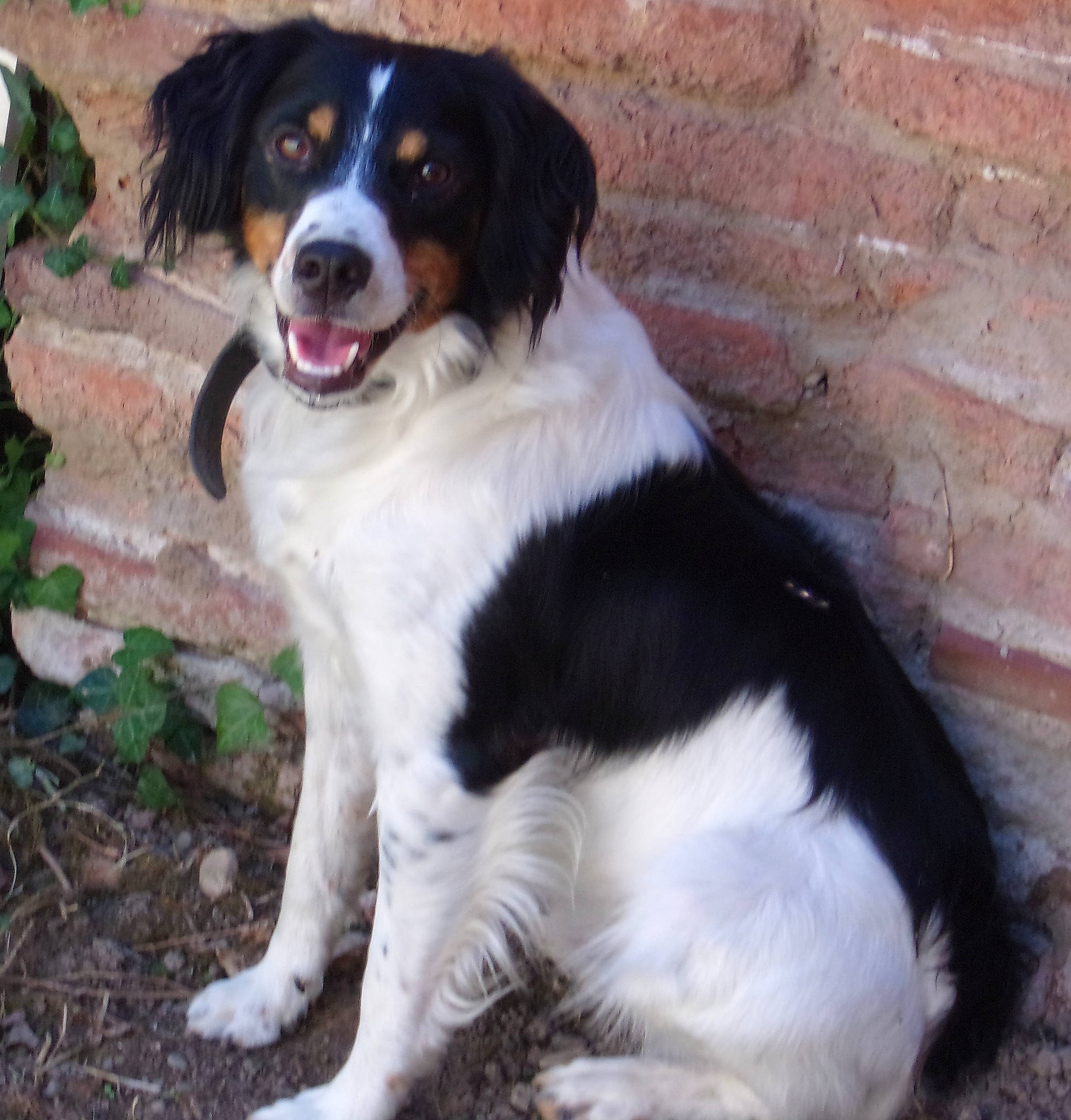 Maiki a rejoint le concours — aidez-le/la à gagner de superbes lots ! australian_collie, australian_shepherd, bernese_mountain_dog, border_collie, canidae, carnivore, companion_dog, dog, dog_breed, drentse_patrijshond, english_shepherd, french_spaniel, hunting_dog, mammal, rare_breed_dog, setter, spaniel, sporting_group, stabyhoun, vertebrate