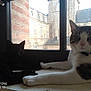 cat, black_cat, tabby_cat, windowsill, window, building, stone_building, outdoor, indoor, pet, animal, resting, feline, collar, shadow, light, architecture, quiet, relaxed, home