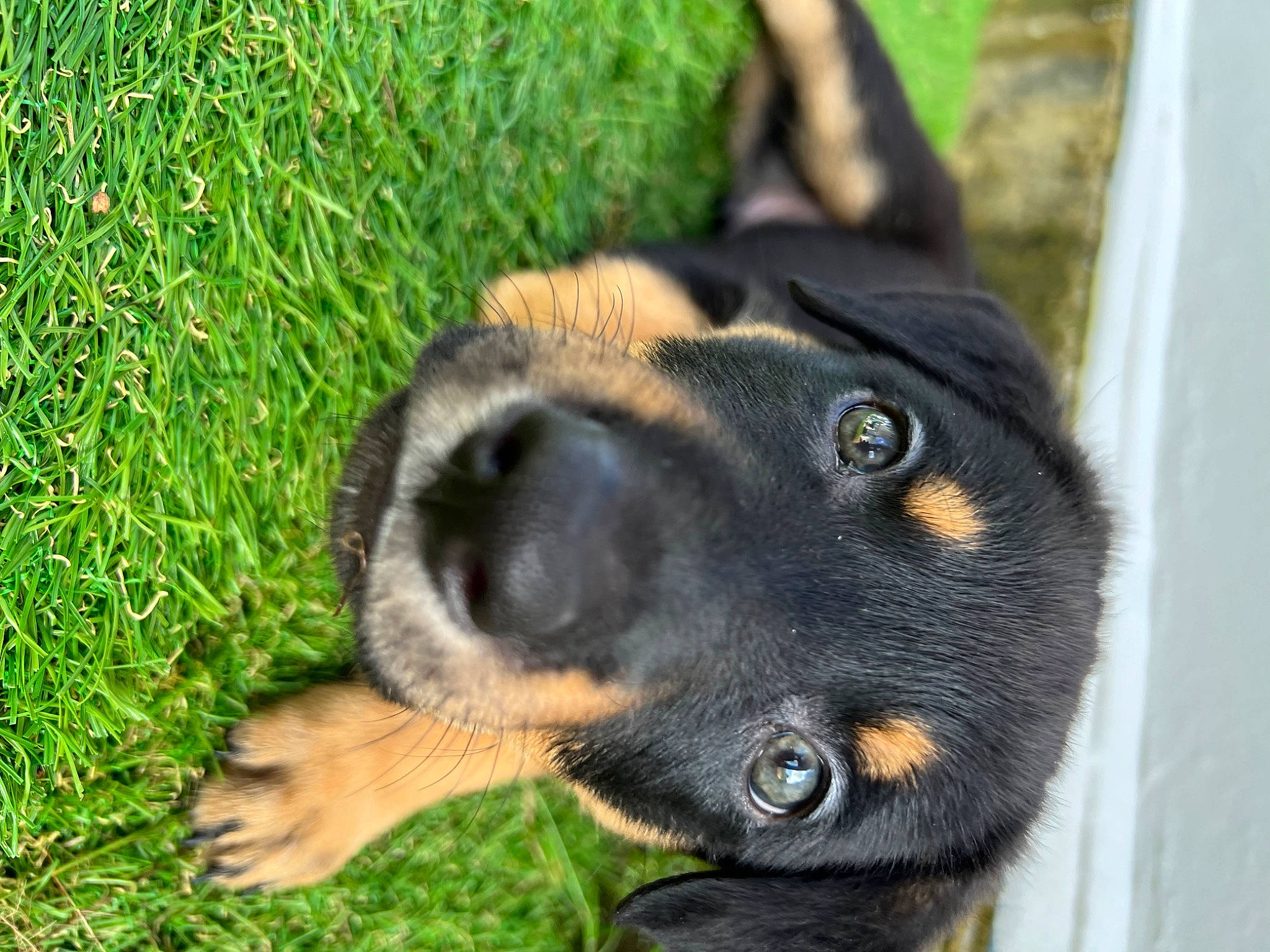 Luffy joined the competition — help win amazing prizes! canidae, carnivore, companion_dog, dog, dog_breed, fur, german_shepherd_dog, grass, groundcover, guard_dog, herding_dog, plant, security, snout, sporting_group, street_dog, terrestrial_animal, whiskers, working_animal, working_dog