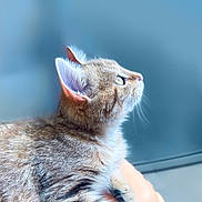 Toka a rejoint le concours — aidez-le/la à gagner de superbes lots ! cat, tabby, feline, pet, animal, fur, striped_fur, whiskers, ears, eyes, paws, sitting, lounging, looking_up, portrait, close_up, indoors, blue_background, peach_surface, cute
