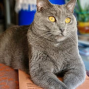 Prout-Prout a rejoint le concours — aidez-le/la à gagner de superbes lots ! cat, gray_cat, pet, animal, feline, golden_eyes, whiskers, fur, portrait, close_up, sitting, lounging, crossed_paws, indoors, paperwork, documents, books, table, sharp_focus, funny