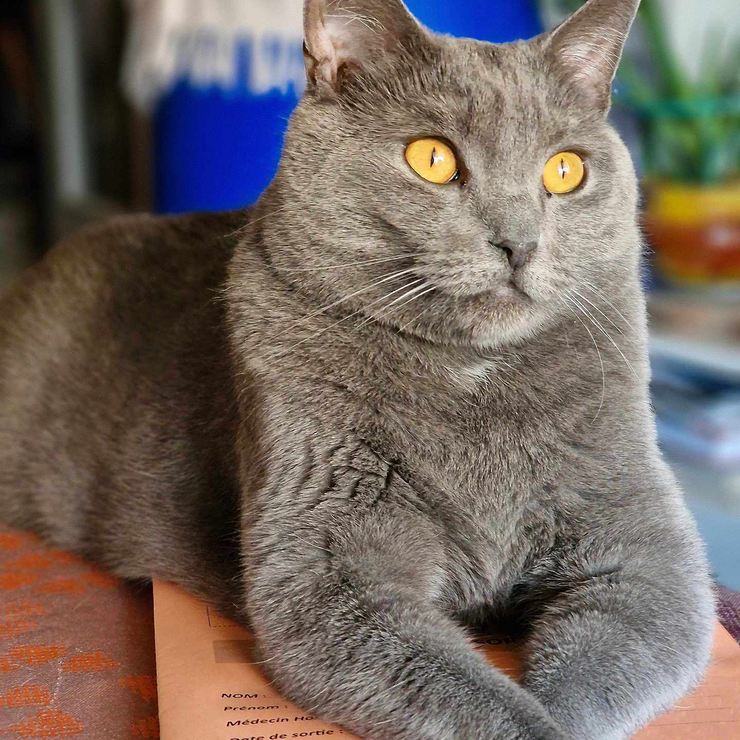 Prout-Prout a rejoint le concours — aidez-le/la à gagner de superbes lots ! cat, gray_cat, pet, animal, feline, golden_eyes, whiskers, fur, portrait, close_up, sitting, lounging, crossed_paws, indoors, paperwork, documents, books, table, sharp_focus, funny
