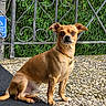 Canelo is registered to the contest to win money with this photo: dog, tan_dog, pet, outdoor, fence, wrought_iron, greenery, leaves, collar, chain_collar, sitting, attentive, small_dog, sunlight, shadow, pebble_ground, carpet, closeup, portrait, animal