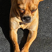 Canelo is registered to the contest to win money with this photo: dog, tan_dog, small_dog, pet, sunlight, shadow, paws, nose, ears, fur, relaxed, animal, companion, indoor, resting, closeup, texture, quiet, peaceful, canine