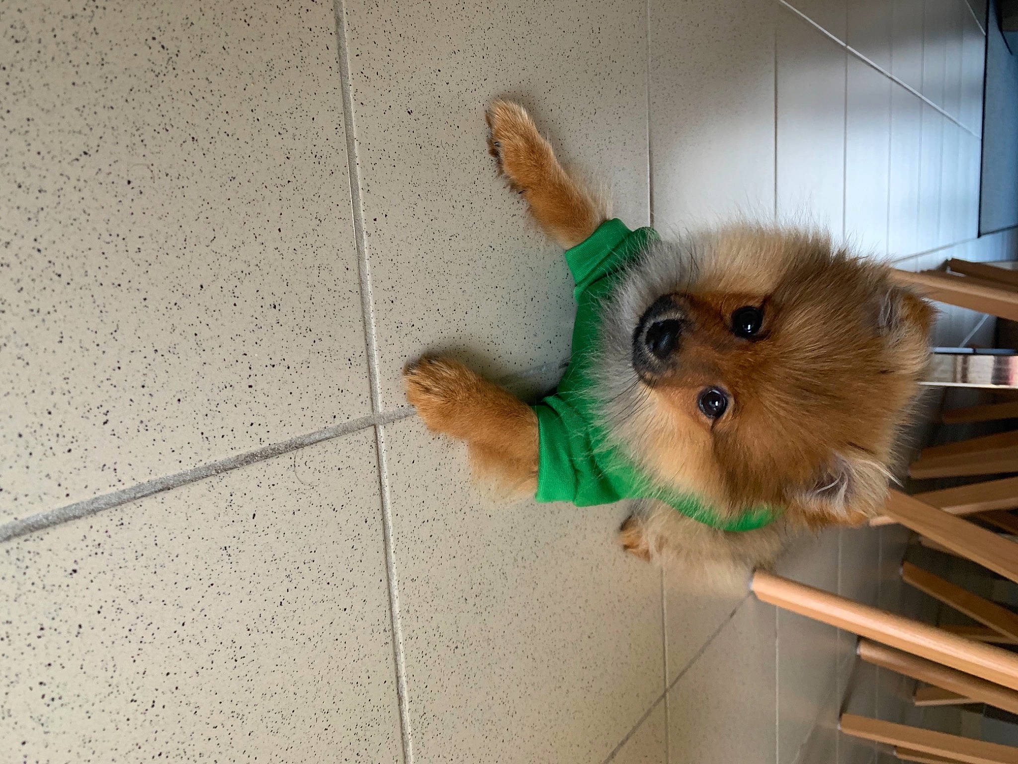 Bali a rejoint le concours — aidez-le/la à gagner de superbes lots ! carnivore, companion_dog, dog, dog_breed, dog_clothes, dog_supply, fawn, floor, flooring, fur, paw, pet_supply, snout, spitz, tail, toy_dog, volpino_italiano, whiskers, wood, working_animal