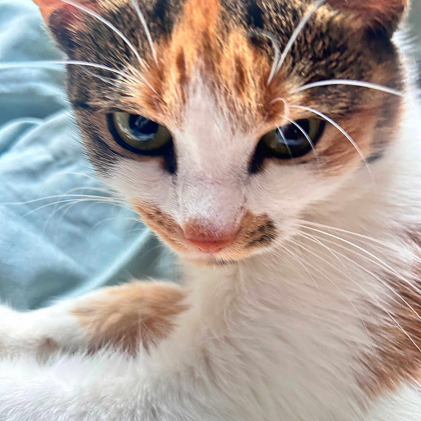 Mia is registered to the contest to win money with this photo: animal, blue_background, calico_cat, cat, close_up, curious, cute, domestic_animal, face, feline, fur, green_eyes, indoor, mammal, pet, portrait, resting, soft_texture, whiskers, young_cat