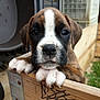 puppy, dog, close_up, wooden_crate, paws, brown, white, black, cute, animal, pet, young, face, snout, outdoor, curious, background_blur, metal, container, floor