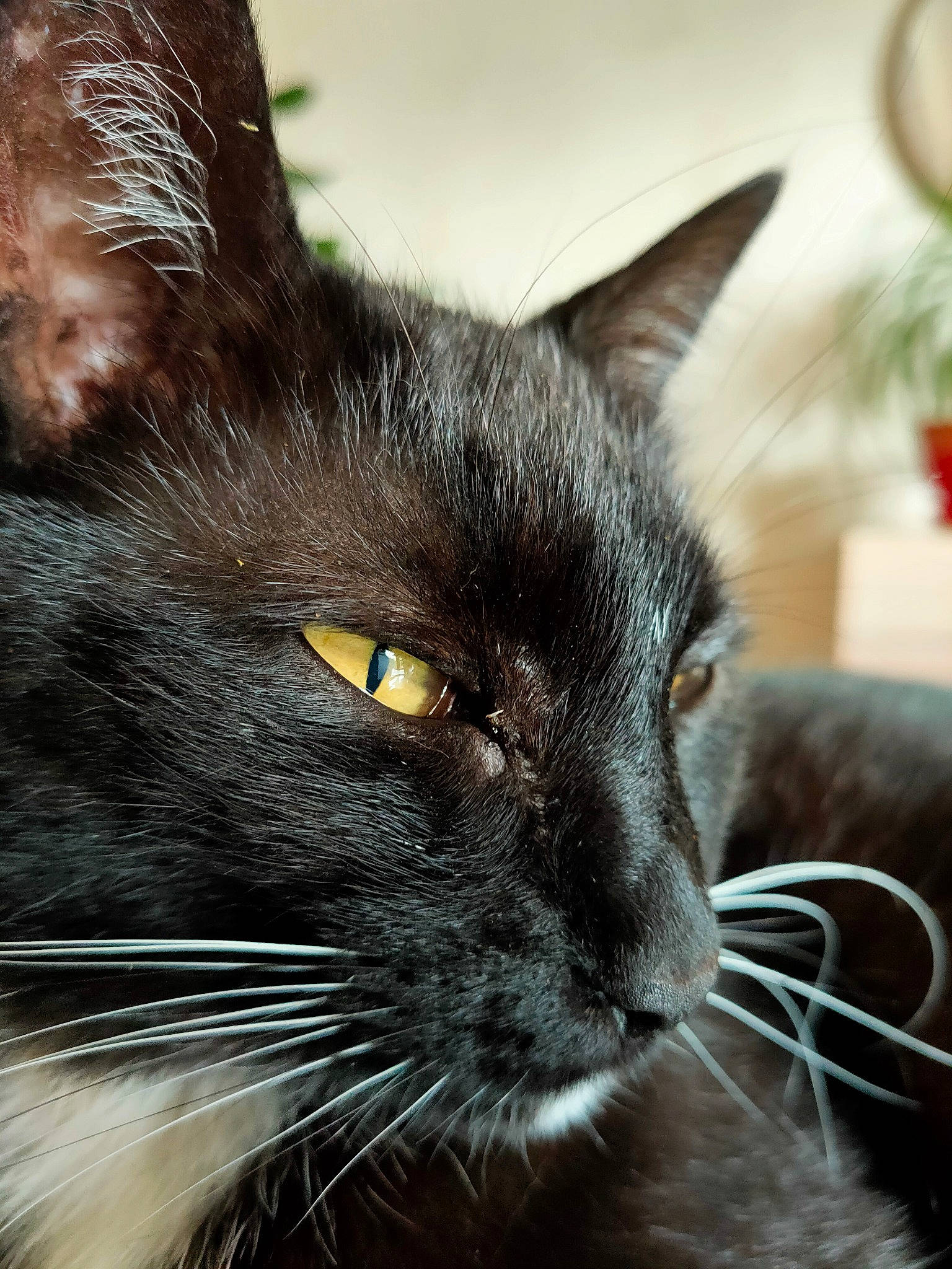 Chuck participe au concours pour gagner de l'argent avec cette photo : black_cat, carnivore, cat, comfort, domestic_short_haired_cat, ear, eye, felidae, flowerpot, fur, hair, head, houseplant, iris, photography, plant, small_to_medium_sized_cats, snout, terrestrial_animal, whiskers