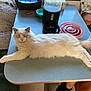 cat, white_cat, fluffy, table, kitchen, coffee_maker, container, furniture, chair, cushion, relaxing, pet, domestic, indoor, cozy, fur, sleeping, resting, tabletop, home
