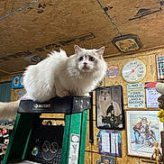 Mister is registered to the contest to win money with this photo: cat, ladder, indoor, fluffy_cat, white_cat, decorations, poster, thermometer, signs, wooden_wall, curious, pet, animal, clutter, eclectic, furniture, household_items, room, perched, curiosity