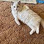 animal, blue_eyes, carpet, cat, cozy, curious, cute, domestic, floor, fluffy, fur, home, indoor, lying_down, mammal, pet, portrait, relaxed, resting, white_cat