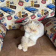 Akira is registered to the contest to win money with this photo: animal, blue_eyes, cat, chair, classic_car, cream_color, cushion, cute, decor, feline, fluffy, indoor, long_hair, pet, relaxed, resting, route_66, seat, upholstery, vintage