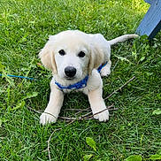 Blu is registered to the contest to win money with this photo: puppy, dog, golden_retriever, grass, outdoor, animal, pet, collar, blue, cute, young, nature, green, fur, playful, twigs, bench, summer, adorable, lying_down