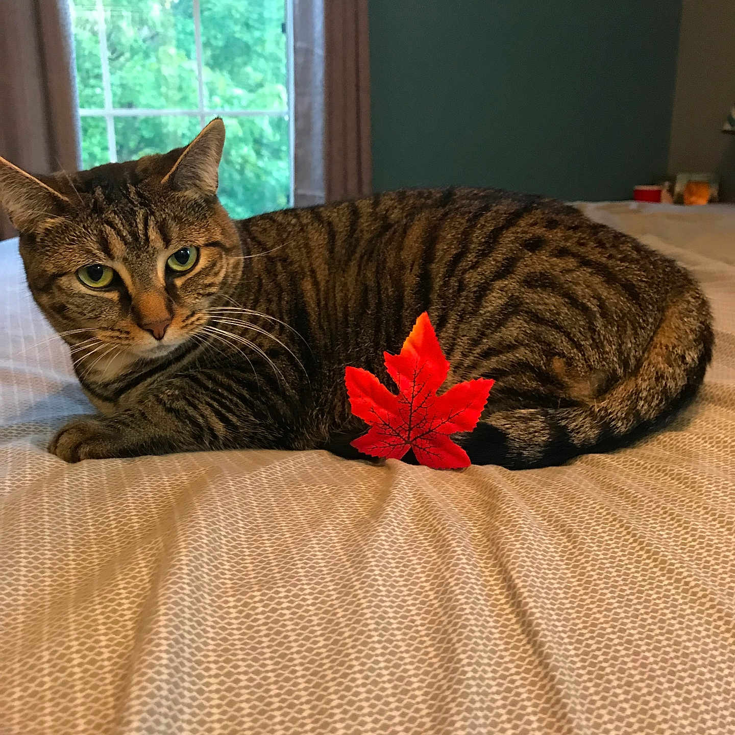 Sofie joined the competition — help win amazing prizes! animal, bed, bedroom, cat, face, flower, furniture, head, indoors, kitten, leaf, manx, person, pet, photography, plant, portrait, pottedplant, quilt, tree