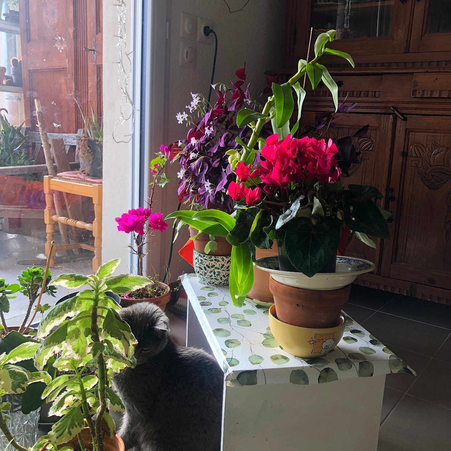 Perla participe au concours pour gagner de l'argent avec cette photo : animal, cat, cozy, decor, floor, flowers, glass_door, gray_cat, greenery, home, indoor, leafy, natural_light, pet, plants, potted_plants, pottery, quiet, table, wooden_furniture