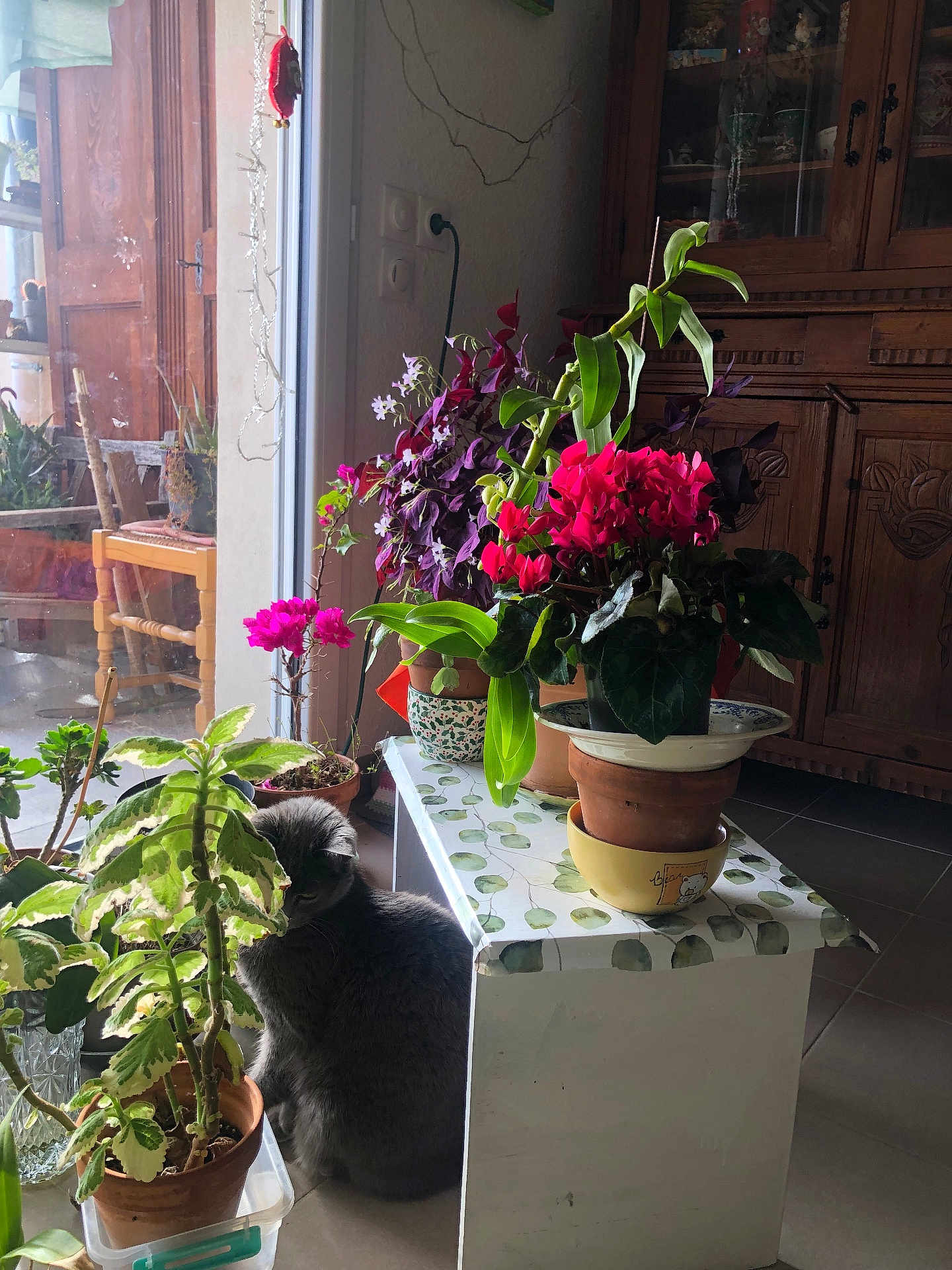 Perla participe au concours pour gagner de l'argent avec cette photo : cat, gray_cat, indoor, plants, potted_plants, flowers, wooden_furniture, glass_door, natural_light, leafy, greenery, floor, pottery, table, decor, quiet, cozy, home, animal, pet