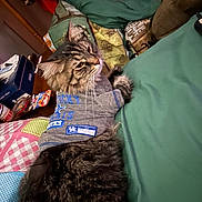 Slash is registered to the contest to win money with this photo: cat, tabby, pet_clothing, quilt, bedding, indoor, feline, fur, relaxed, striped, gray_shirt, household, cozy, furniture, blanket, animal, resting, cute, domestic_animal, soft