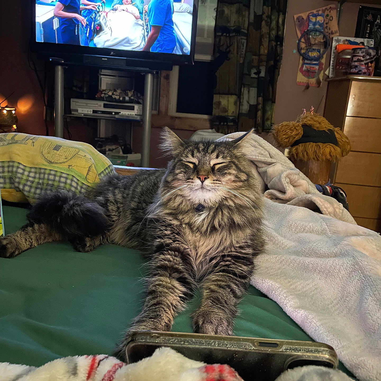 Slash joined the competition — help win amazing prizes! bed, blanket, cat, cozy, curtains, dresser, electronics, fluffy, furniture, home, indoor, medical_drama, pet, phone, relaxed, room, sleepy, stuffed_toy, tabby, television