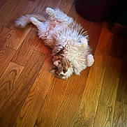 Princess Kitty Kay joined the competition — help win amazing prizes! cat, hardwood_floor, fluffy, lying_on_back, indoor, pet, cute, feline, wooden_floor, fur, paws, cozy, relaxed, domestic, home, whiskers, playful, orange_and_white, long_haired, floorboards