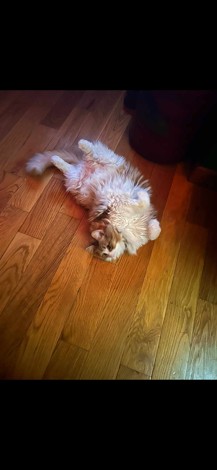 Princess Kitty Kay joined the competition — help win amazing prizes! cat, hardwood_floor, fluffy, lying_on_back, indoor, pet, cute, feline, wooden_floor, fur, paws, cozy, relaxed, domestic, home, whiskers, playful, orange_and_white, long_haired, floorboards