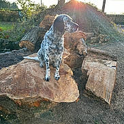 Jelly participe au concours pour gagner de l'argent avec cette photo : dog, outdoor, tree_stump, sunlight, nature, logs, grass, animal, pet, speckled, side_view, daylight, rural, wood, forest_edge, quiet, canine, fur, sitting, sunflare