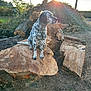 dog, outdoor, tree_stump, sunlight, nature, logs, grass, animal, pet, speckled, side_view, daylight, rural, wood, forest_edge, quiet, canine, fur, sitting, sunflare