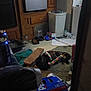 Jake is registered to the contest to win money with this photo: cat, black_cat, toy, kitchen, floor, pepsi_box, trash_bin, pet_food_bowl, clutter, plastic_bag, wooden_cabinet, scratching_post, carpet, can, household_item, indoor, pet, play, animal, messy