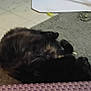 Jake is registered to the contest to win money with this photo: cat, sleeping, carpet, floor, indoor, pet, dark_fur, curled_up, resting, feline, blurred, home, cozy, animal, relaxing, quiet, soft, fur, domestic, quiet_moment