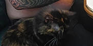 Jake is registered to the contest to win money with this photo: tattooed_person, tattoos, shirtless, cat, tortoiseshell_cat, pet, animal, indoor, lap, hair, whiskers, feline, close_up, seated, relaxed, skin, arm, table, black_clothing, companion