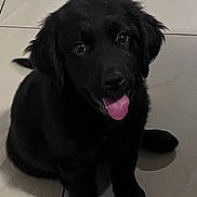 Kali is registered to the contest to win money with this photo: puppy, dog, black_dog, pet, animal, cute, tongue_out, floor, tile_floor, indoors, sitting, young_dog, fur, canine, adorable, looking_up, eyes, face, playful, companion