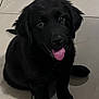 puppy, dog, black_dog, pet, animal, cute, tongue_out, floor, tile_floor, indoors, sitting, young_dog, fur, canine, adorable, looking_up, eyes, face, playful, companion